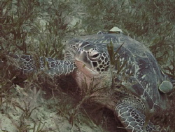 Turtle with two remoras in the seagrass. Bannerfish Bay, ... by Alexandra Caine 